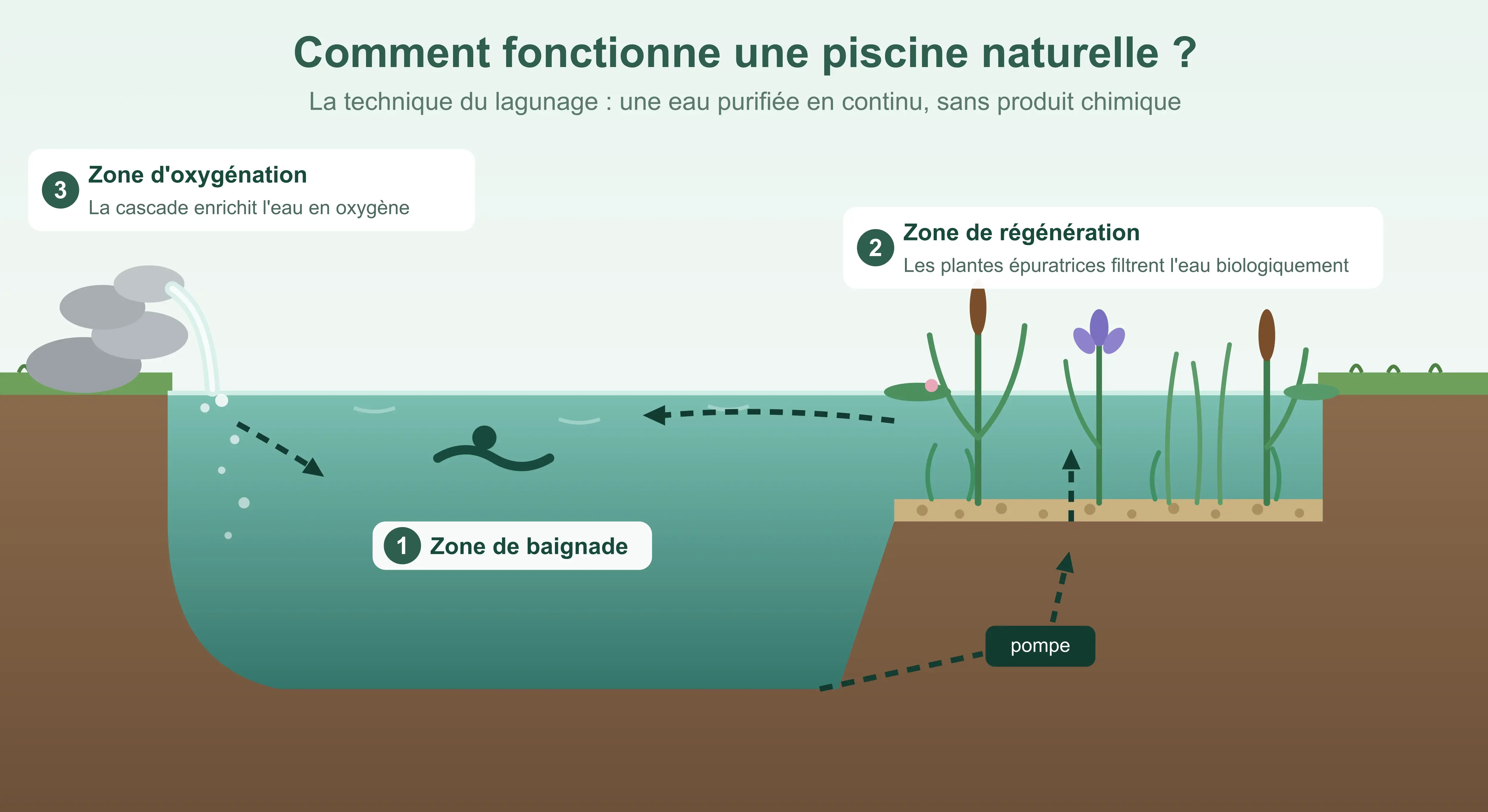 schema-piscine-naturelle-lagunage-3-zones